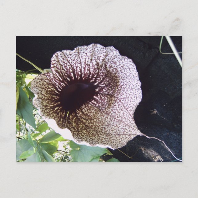 Orchidee Vykort (Framsida)