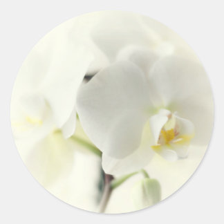 Orchideen Runt Klistermärke