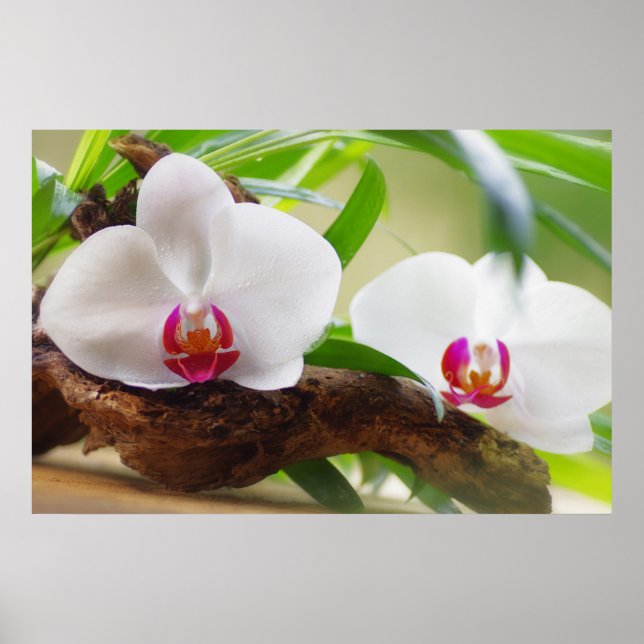 Orchideen Wellness Oase Poster (Framsidan)
