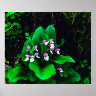 Orchidéer Vildblommor Poster