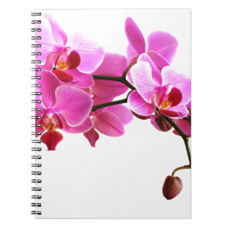 Orchidéhäfte Anteckningsbok