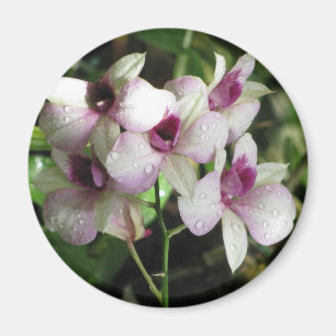 Orchidemagnet Magnet