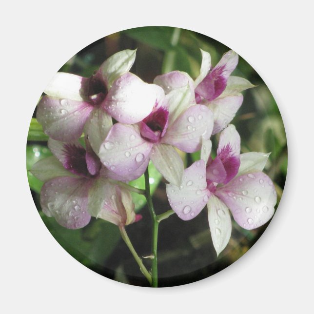 Orchidemagnet Magnet (Framsidan)