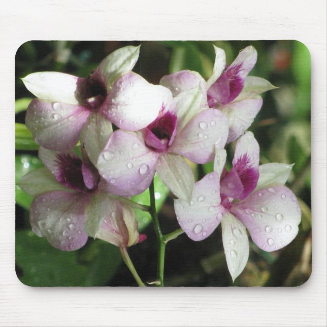 Orchidémusslor Musmatta (Framsidan)