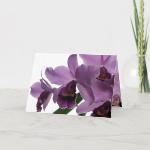 Orchiden allt 1 - ämna det kort