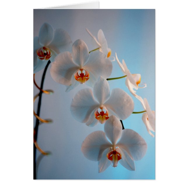 Orchidgren Hälsningskort (Framsidan)
