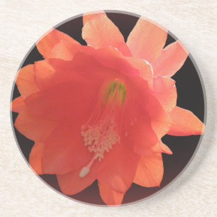 Orchidkaktus - Epiphyllum Ackermannii - blommar Underlägg Sandsten