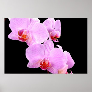 Orchidkärlek Poster