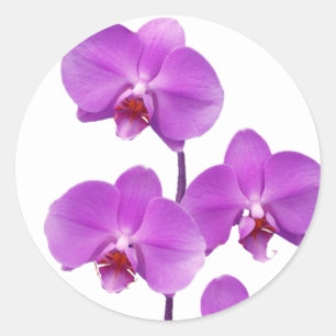 Orchidlilor rev2 600 runt klistermärke
