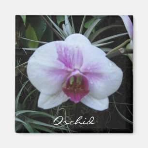 Orchidmagnet Magnet