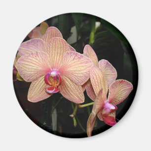 Orchidmagnet Magnet