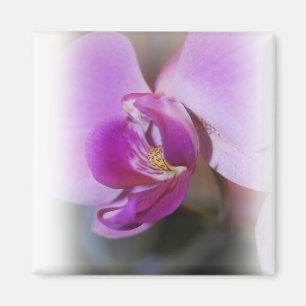 Orchidmagnet Magnet