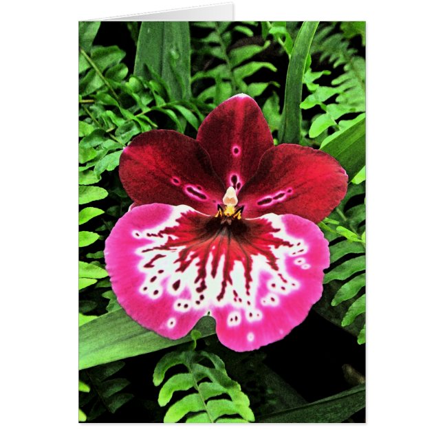 OrchidOrchidOrchid Hälsningskort (Framsidan)