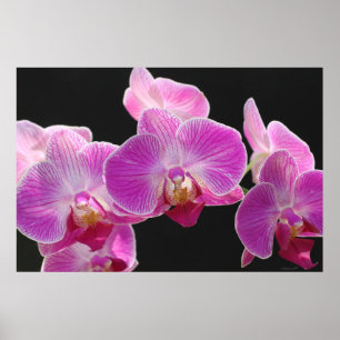 OrchidPhalaenopsis samla i en klunga affischen Poster