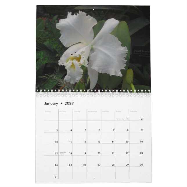 Orchids av Scott S. Jones Kalender (Jan 2027)