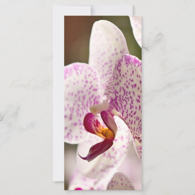 Orchids av Shirley Taylor (Framsida)