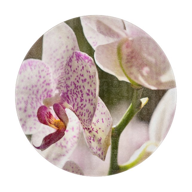 Orchids av Shirley Taylor (Framsidan)