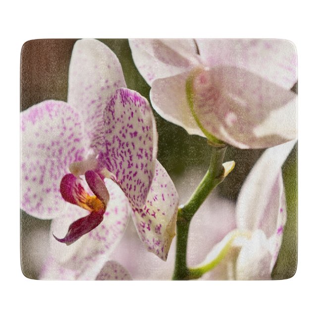 Orchids av Shirley Taylor (Framsidan)