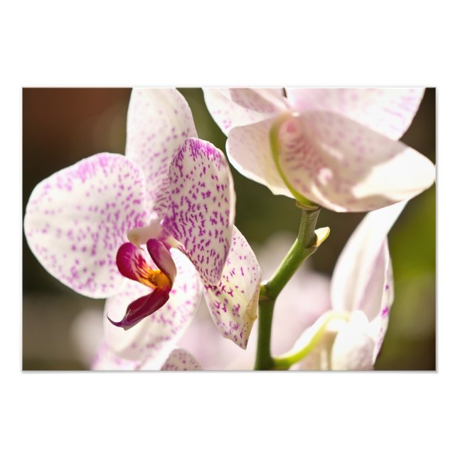 Orchids av Shirley Taylor Fototryck (Framsidan)