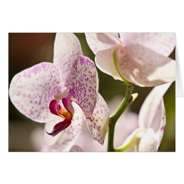 Orchids av Shirley Taylor Hälsningskort (Framsidan Horizontal)