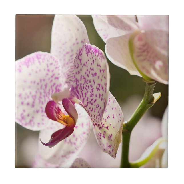 Orchids av Shirley Taylor Kakelplatta (Framsidan)