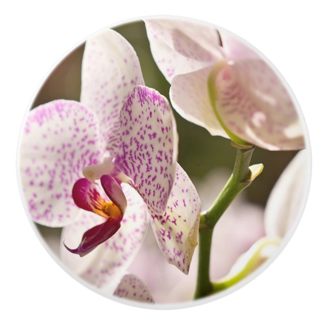 Orchids av Shirley Taylor Knopp (Framsidan)