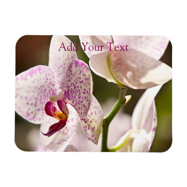 Orchids av Shirley Taylor Magnet (Horisontell)