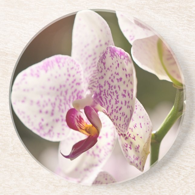 Orchids av Shirley Taylor Underlägg (Framsidan)