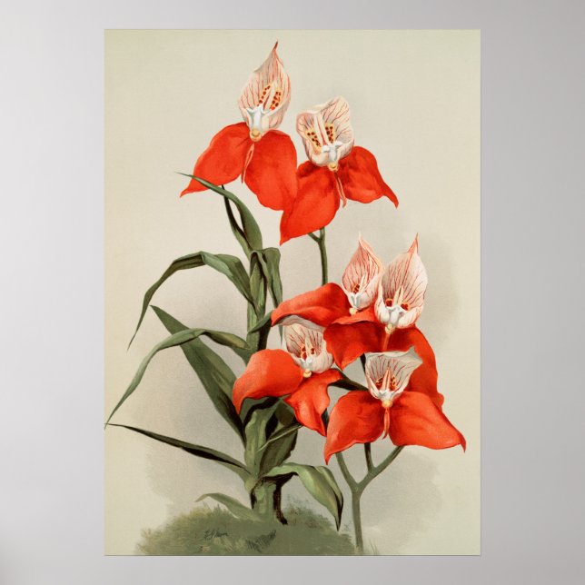 Orchids blommar blommande Vintage Gamla illustrati Poster (Framsidan)