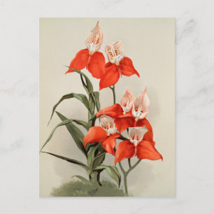 Orchids blommar blommande Vintage Gamla illustrati Vykort