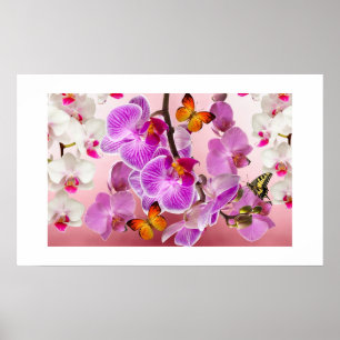 Orchids & Butterflies Poster