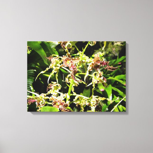 Orchids Canvas (Framsida)