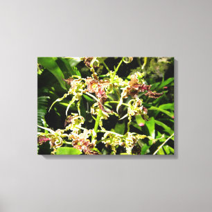 Orchids Canvas