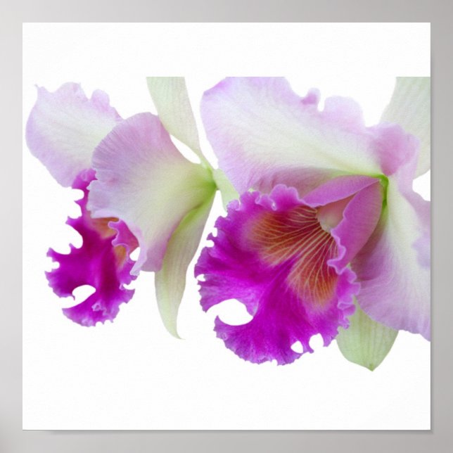 Orchids (Cattleya) Poster (Framsidan)