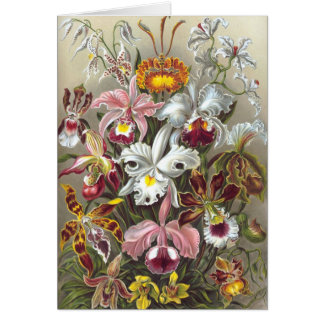 Orchids Ernst Haeckel Fine Art Hälsningskort