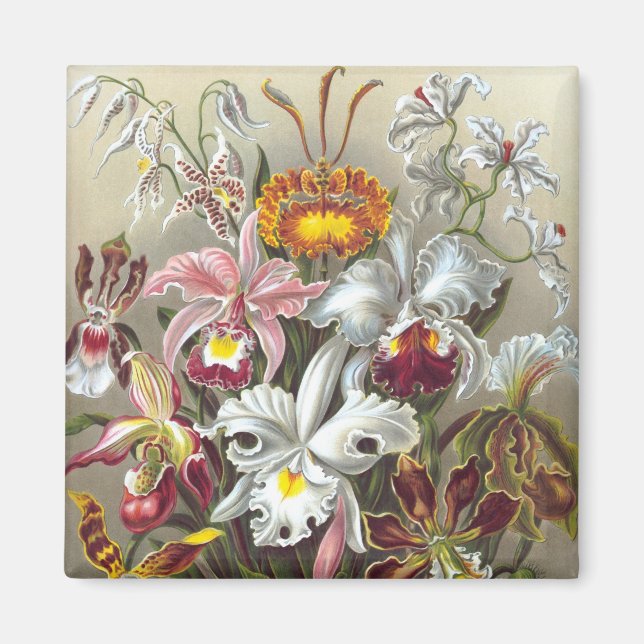 Orchids Ernst Haeckel Fine Art Magnet (Framsidan)