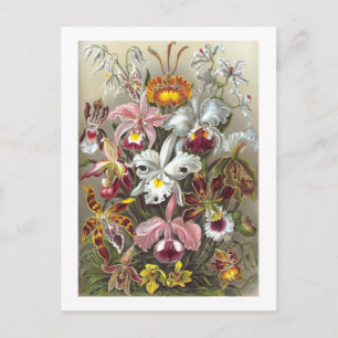 Orchids Ernst Haeckel Fine Art Vykort