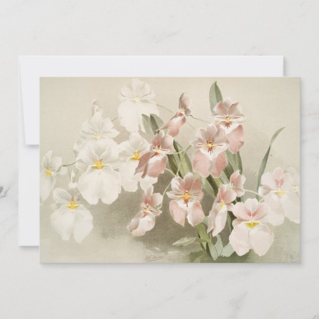 Orchids Flower Vintage Old Illustration Kort (Framsida)
