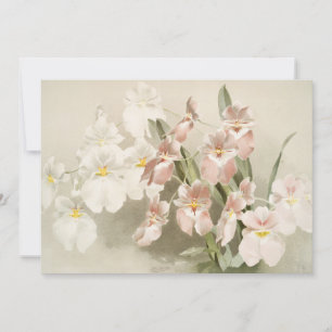 Orchids Flower Vintage Old Illustration Kort