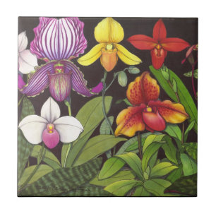 Orchids för Paphiopedilumdamhäftklammermatare Kakelplatta