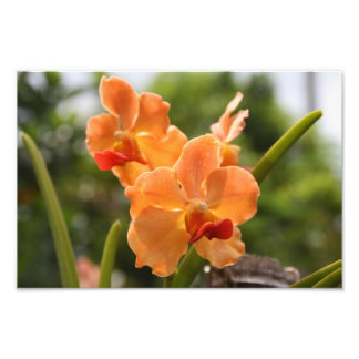 Orchids Fototryck