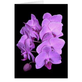 orchids (frescostil) hälsningskort