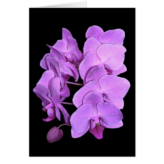 orchids (frescostil) hälsningskort (Framsidan)