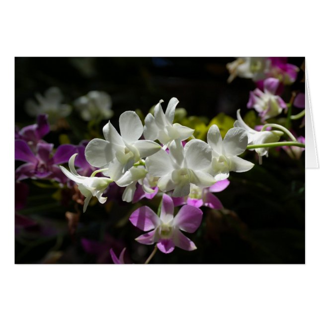 Orchids Hälsningskort (Framsidan Horizontal)