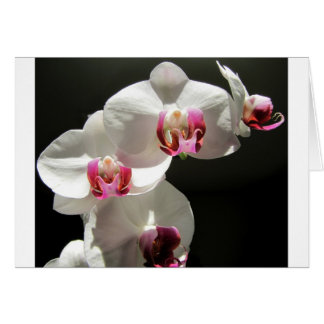 Orchids Hälsningskort