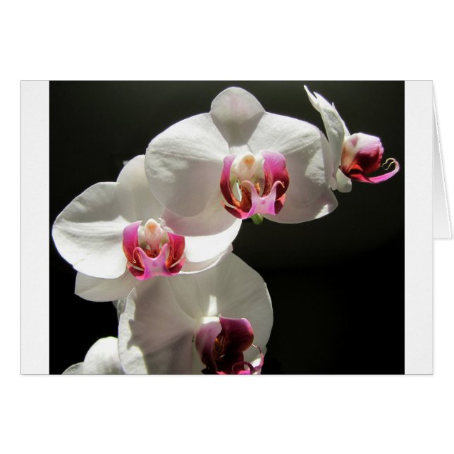 Orchids Hälsningskort (Framsidan Horizontal)