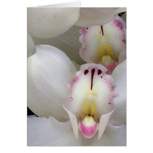 Orchids… Hälsningskort