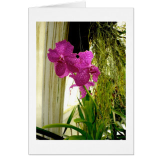 Orchids Hälsningskort