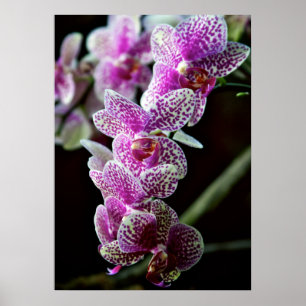 Orchids i lilaaffisch poster