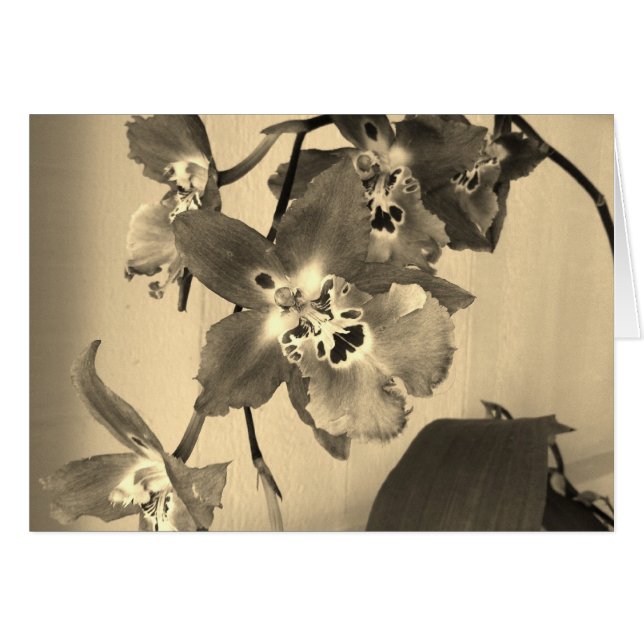 orchids i sepia tonar hälsningskort (Framsidan Horizontal)